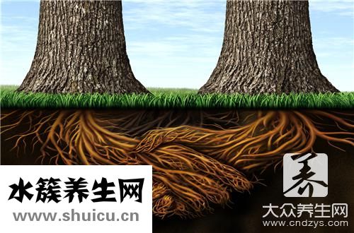紅頭杉