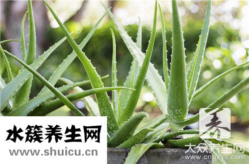 蘆薈補水