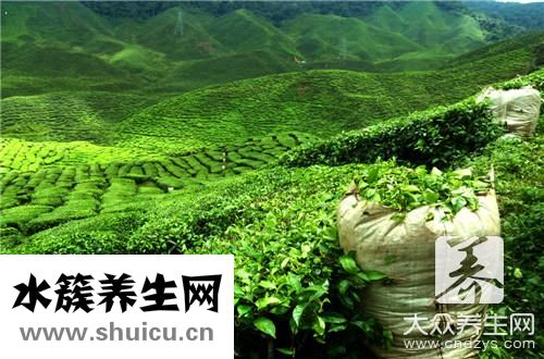 茶樹祛痘嗎
