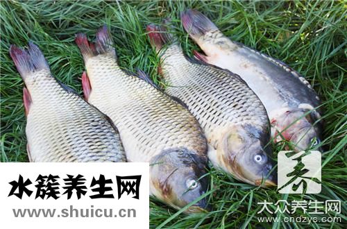 鯇魚和草魚區別