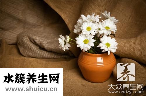 胎菊和貢菊區別