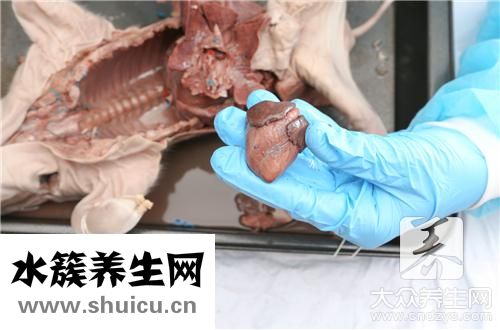 豬肺洗才干凈