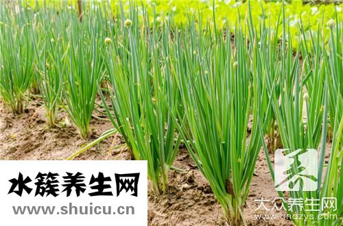 哺乳期韭菜回奶嗎