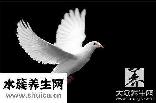 大棗鴿子湯