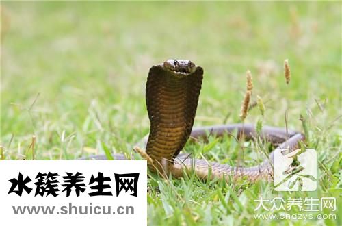椒鹽蛇肉