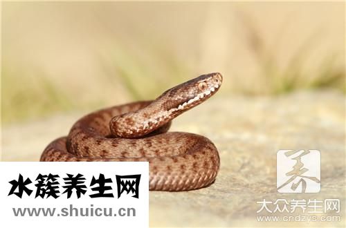 椒鹽蛇肉