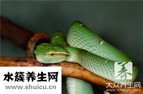 椒鹽蛇肉