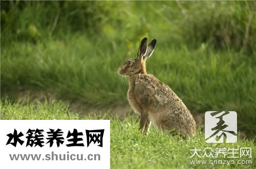 紅燒免肉
