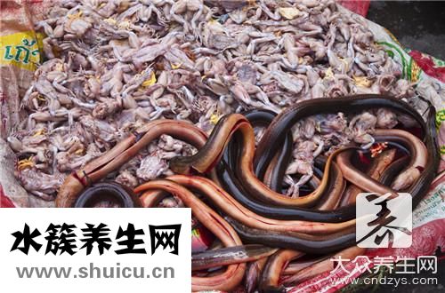 清蒸黃鱔