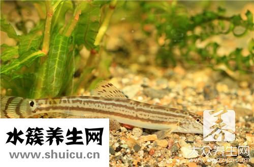 泥鰍火鍋