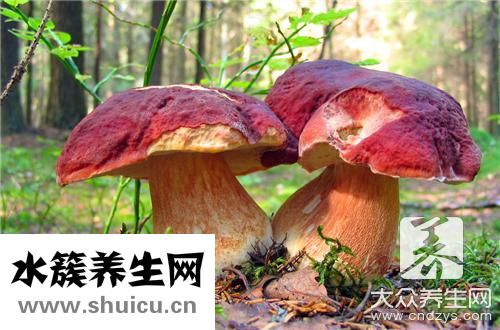 燉蘑菇