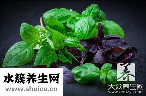 孕婦可以紫蘇嗎