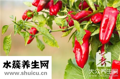 醬油青椒