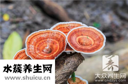 靈芝煲雞