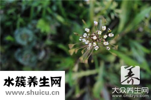 馬子菜