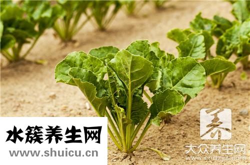 馬子菜
