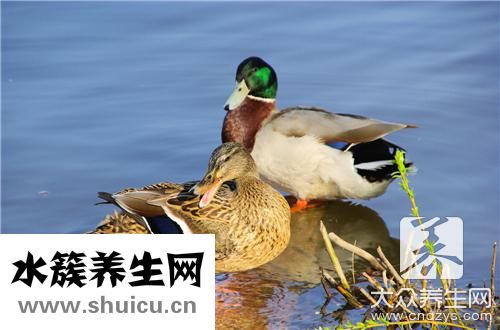 香酥鴨法