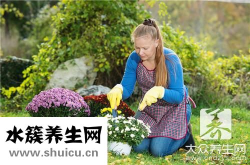 金銀花菊花茶