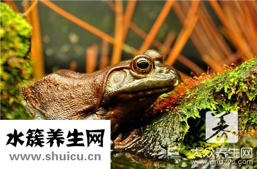恍能牛蛙嗎