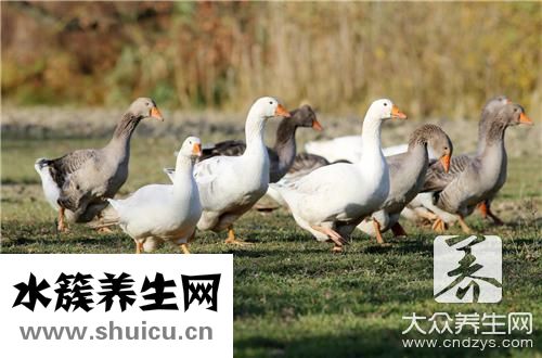 涼拌鴨腸