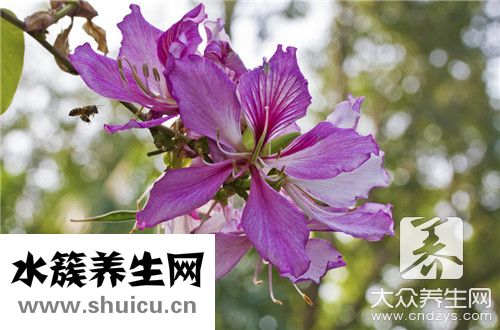 紫花苜蓿功效與作用