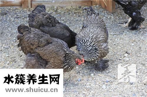 挑榴蓮