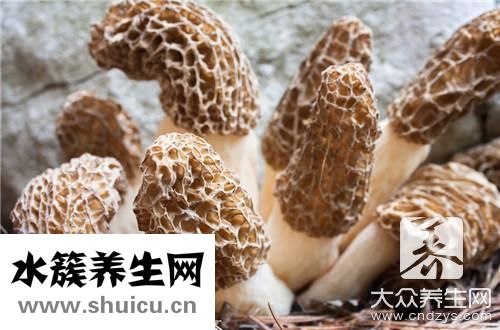 白參菌