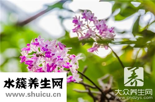 鐵皮石斛禁忌