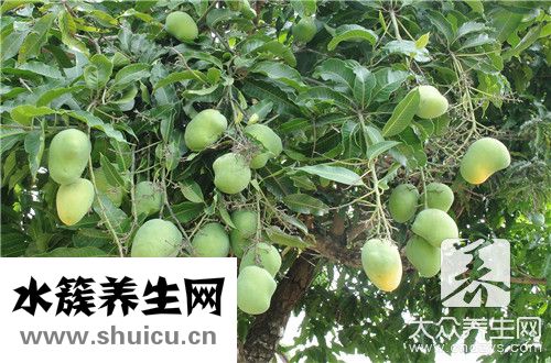 芒果盒子
