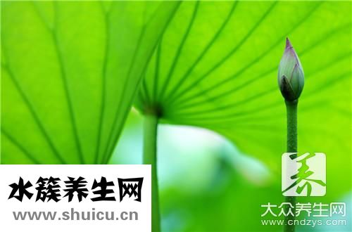 荷葉包