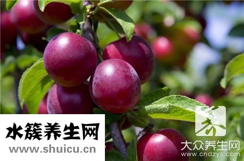 天山烏梅干
