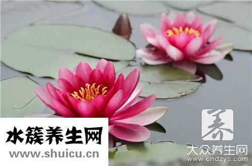 荷葉包