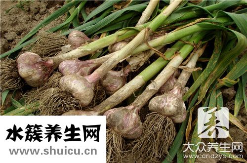 大蒜變綠