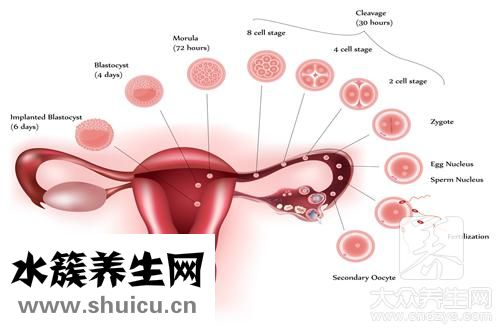 對卵巢好食物