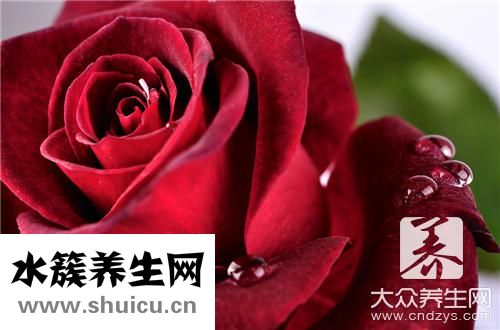 冷香玫瑰