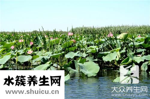 糖醋蓮藕