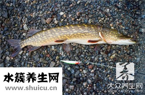 炸帶魚裹干面還是面糊