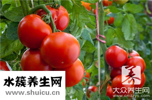 西紅柿好處和壞處