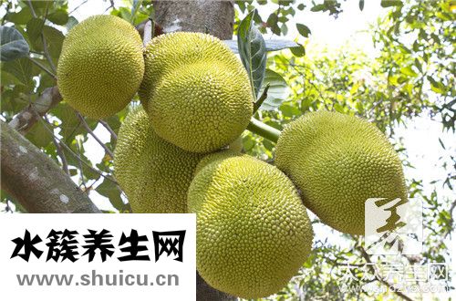 菠蘿蜜品種