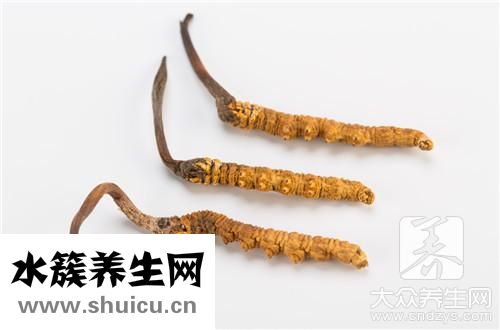 蟲草蝙蝠蛾
