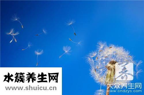 喝蒲公英好處