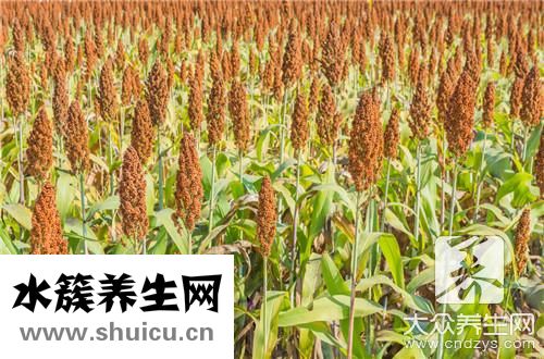 高粱釀酒技術