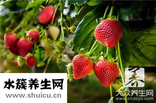 草莓要洗嗎