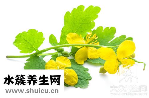 香椿害處