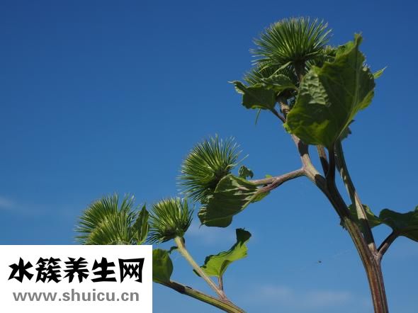 牛蒡茶的好處