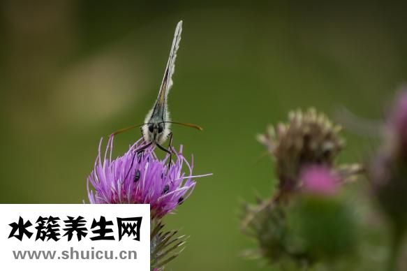 麥片的功效