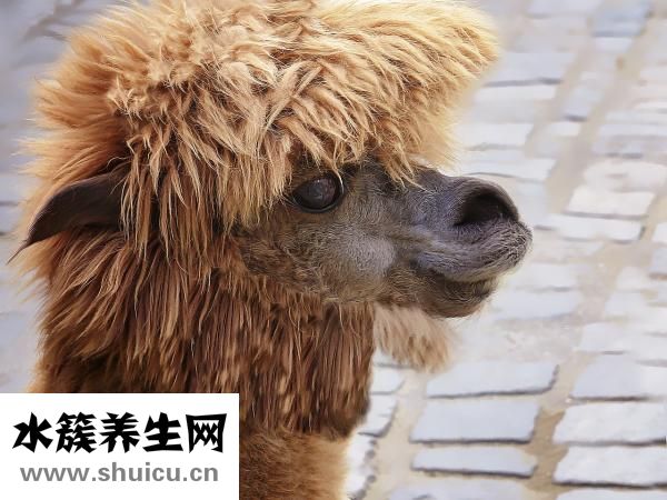 血型性格特點