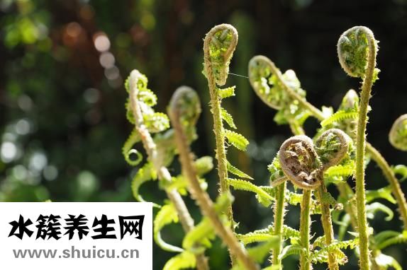 感冒清熱沖劑