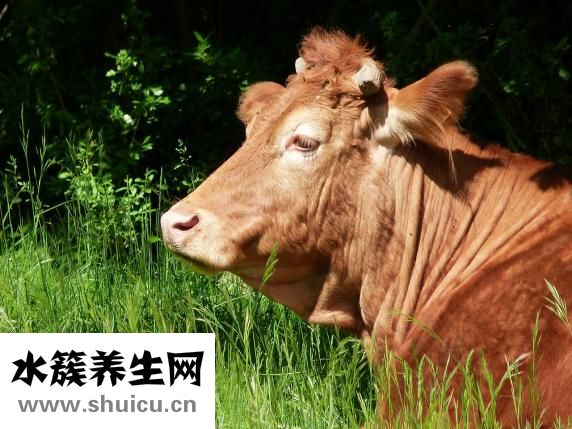 脂必泰膠囊