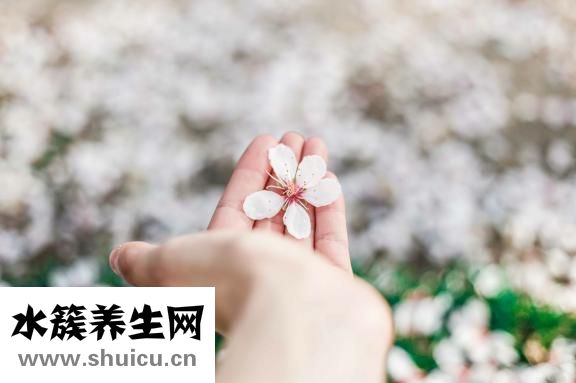嬰兒玫瑰疹